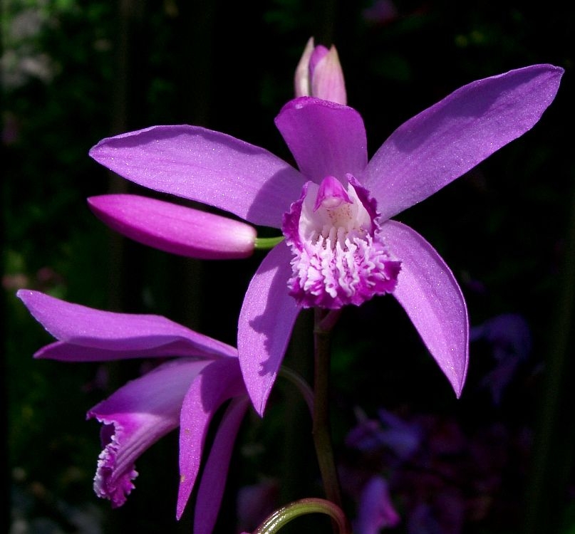 Orchidée jacynthe