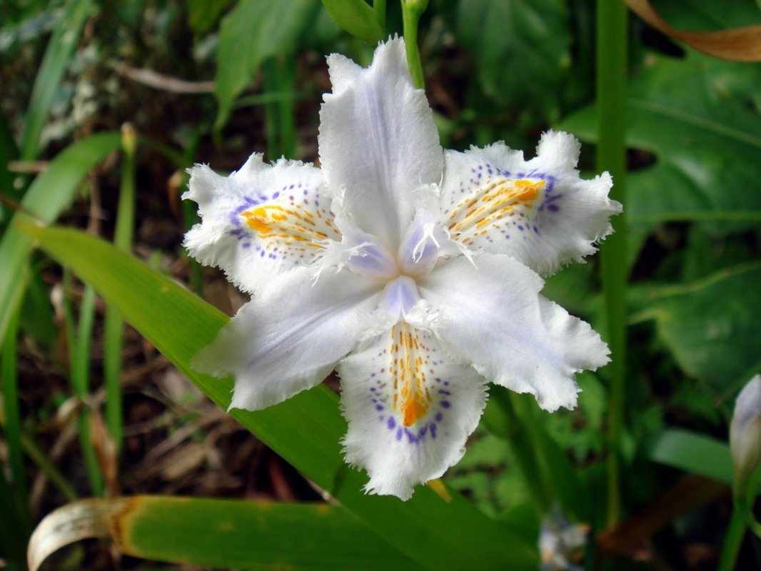 Plant d'Iris du Japon à fleur blanche - Pépinière des Carlines