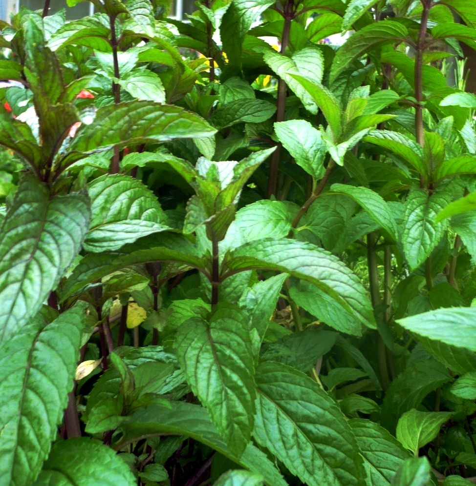 Herbes et plantes médicinales : Menthe chocolat - EGK