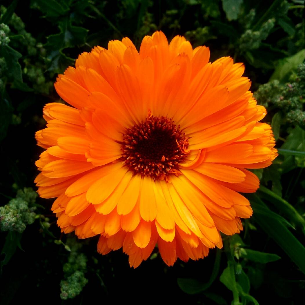 Graines de Calendula officinalis variés à fleurs multicolores