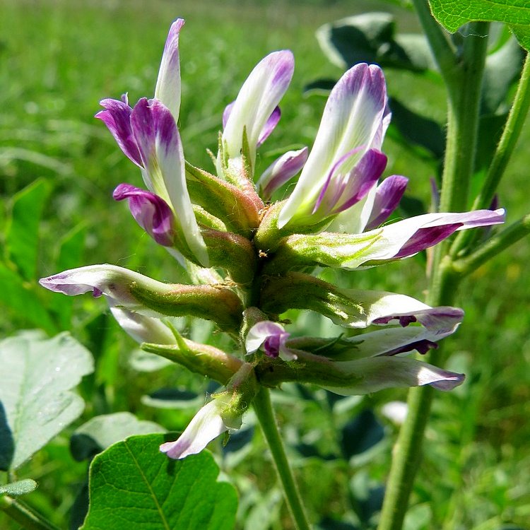 Plant de Réglisse de l'Oural (Gan Cao) Pépinière des Carlines — free download