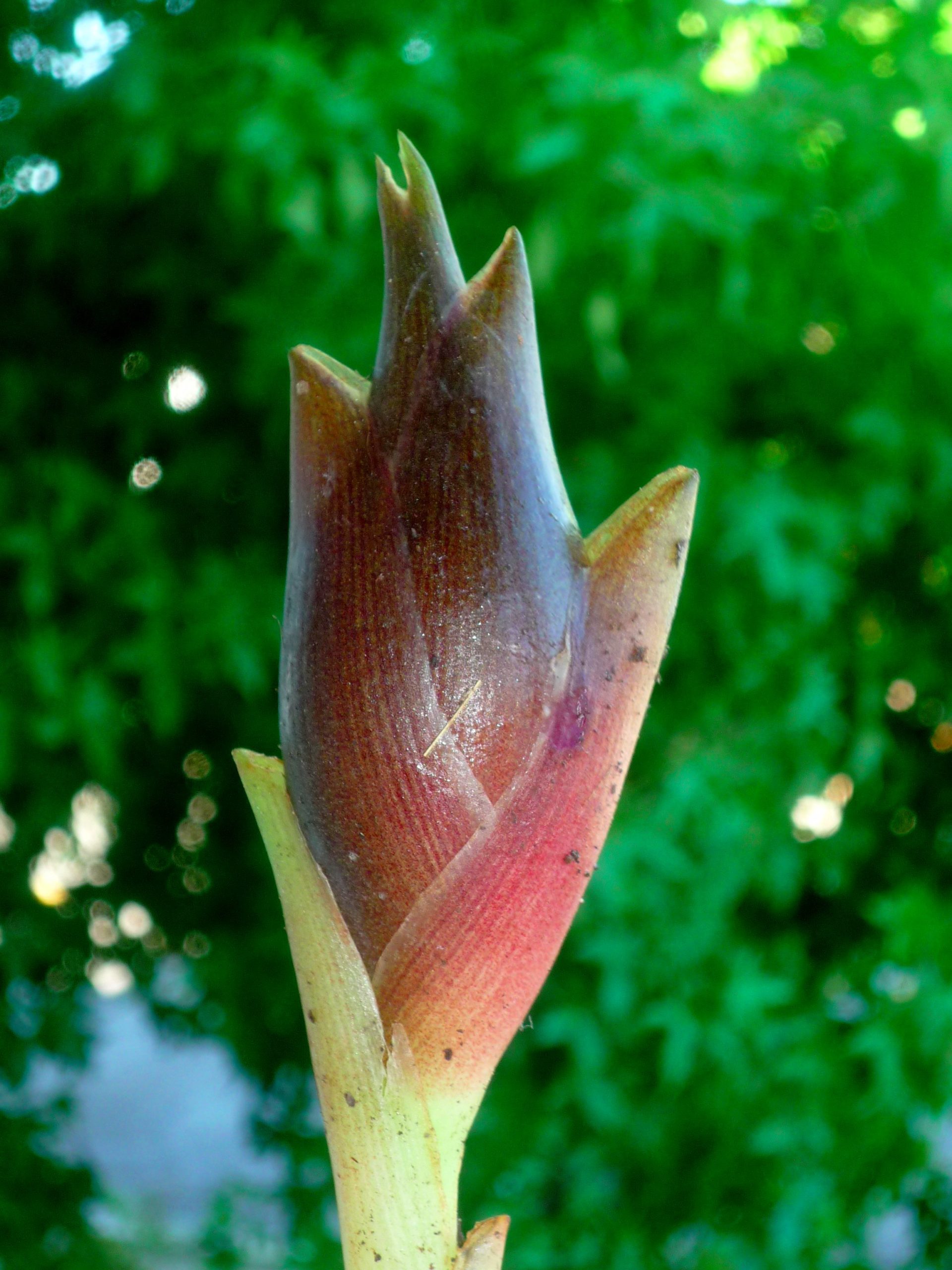 plante de gingembre comestible