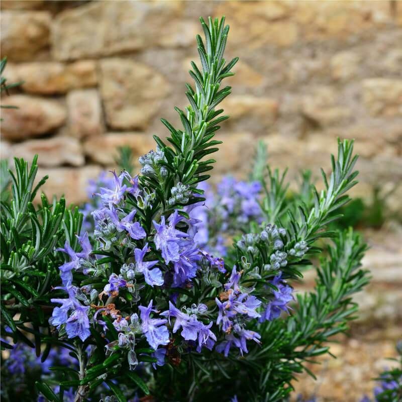 Corbeille à papier de bureau en métal, romarin en fleurs, Rosmarinus  officinalis, Massilly - Début de Série