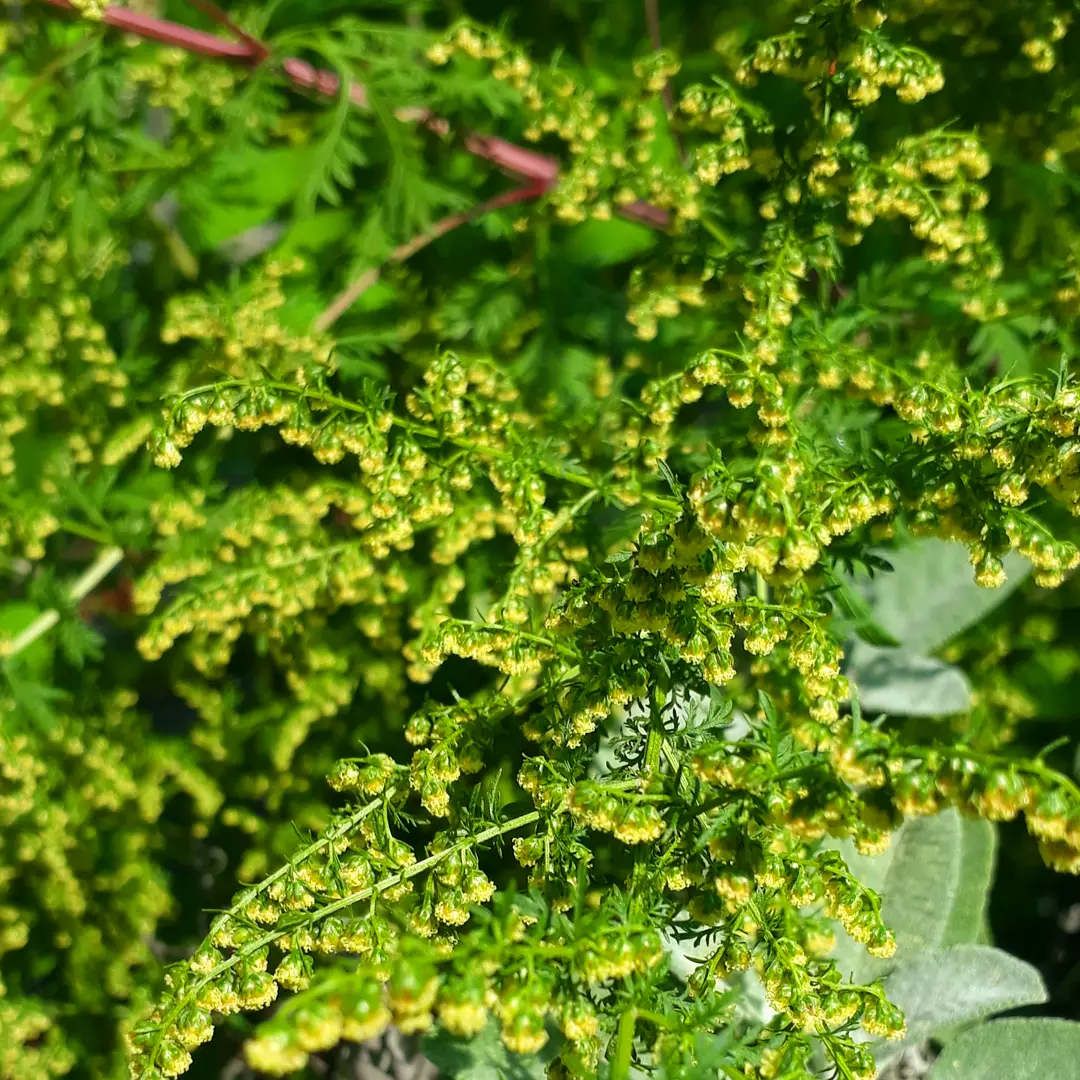 Armoise Annuelle (Artemisia Annua) En Vrac - Plante Coupée Pour Infusion - Origine France