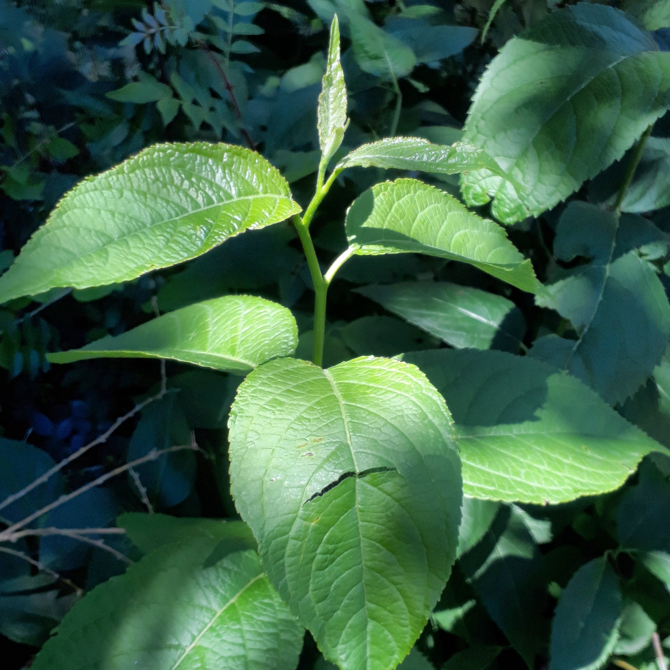 Plant de Eucommia ulmoides (Du Zhong) - Pépinière des Carlines